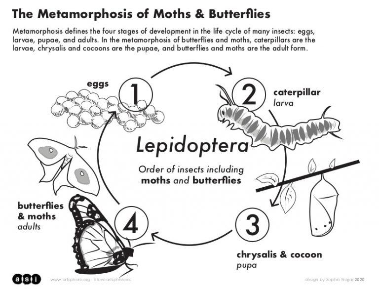 the metamorphosis handout PDF