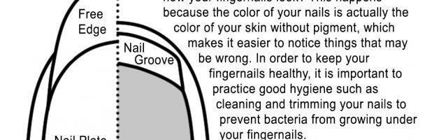 Fingernail Diagram Handout